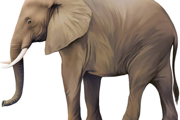 大象图案裁片印花服装印花设计灵感