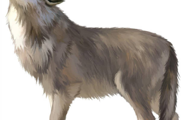 时尚野性之美：狼图腾裁片印花服装印花设计