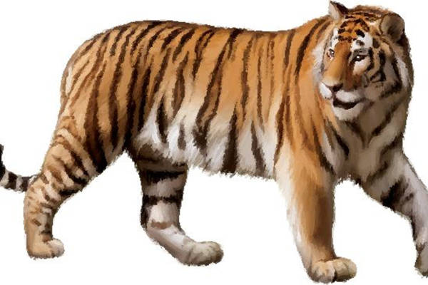 时尚老虎图案裁片印花服装印花设计