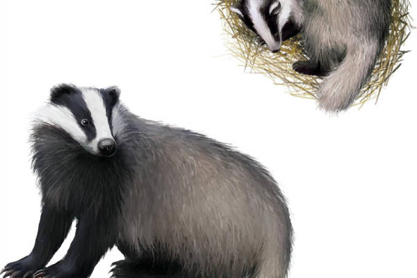 可爱獾裁片印花服装印花设计,适合儿童和成人的服装