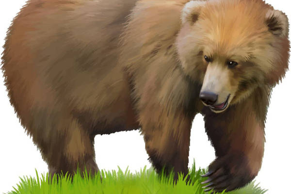 自然风格棕熊裁片印花服装印花设计