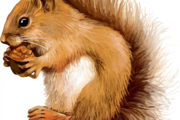 可爱松鼠裁片印花服装，自然风格服装印花设计