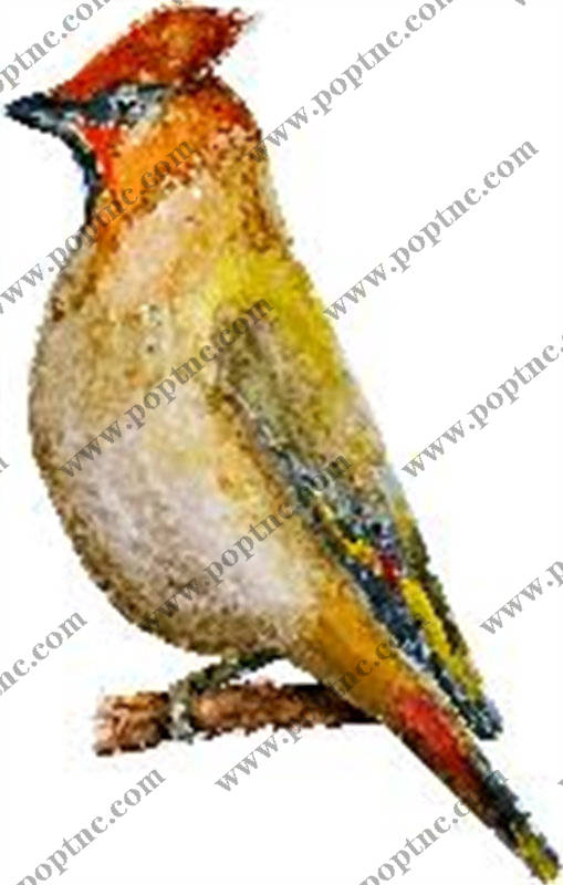 多彩小鸟裁片印花服装,自然风格服装印花设计