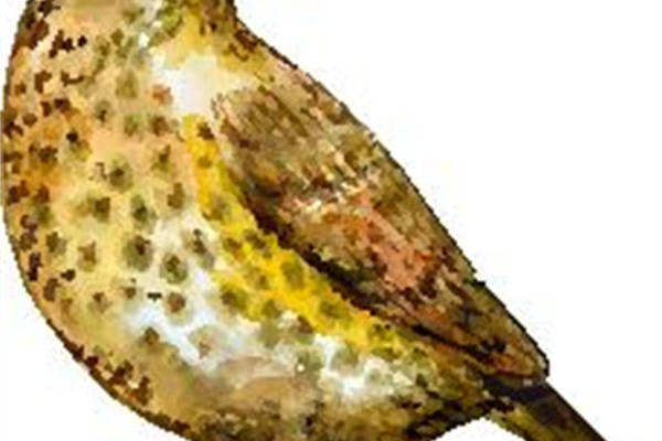 自然风格鸟类裁片印花服装,展现独特个性的时尚选择