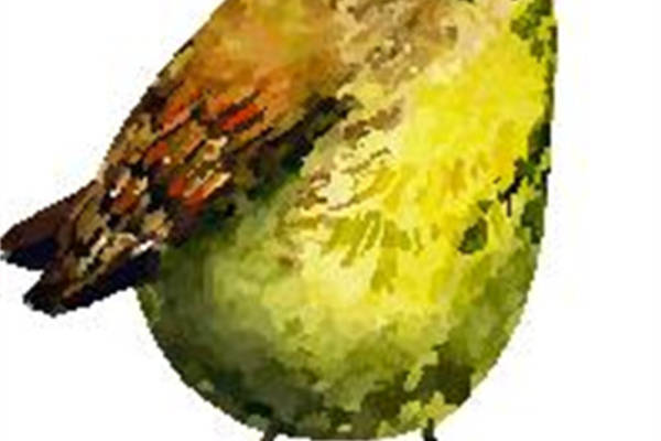 时尚自然风：绿色小鸟裁片印花服装印花设计