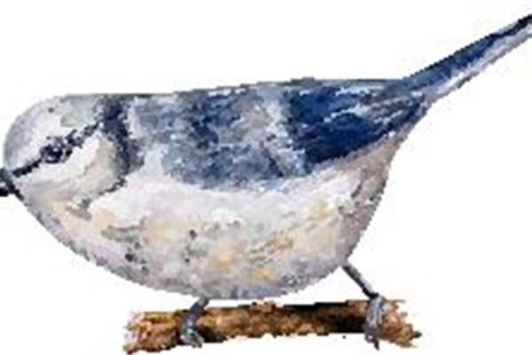 自然风格鸟类裁片印花服装，展现独特艺术魅力