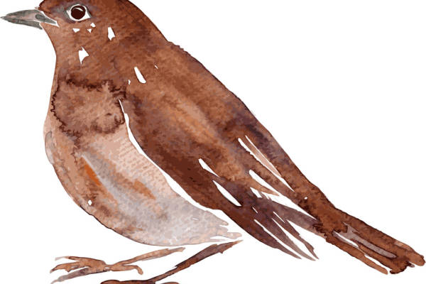 自然灵感:棕色小鸟裁片印花服装设计