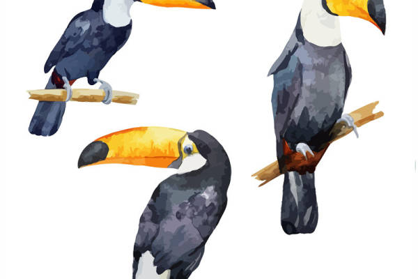 创意鸟类裁片印花服装印花设计,时尚与自然的完美结合