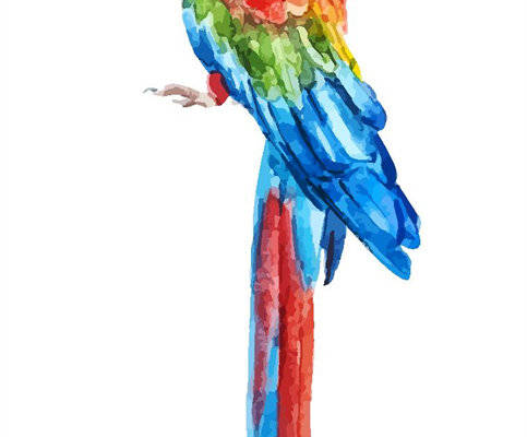 彩色鹦鹉裁片印花服装,展现自然之美的时尚选择