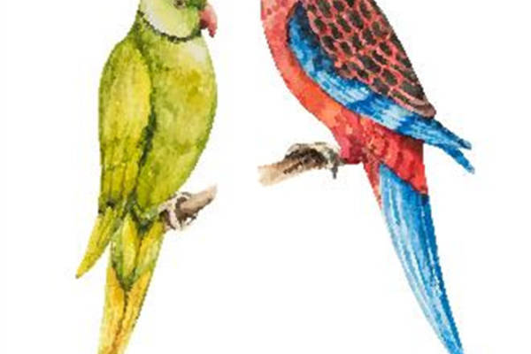 时尚多彩鹦鹉裁片印花服装印花设计