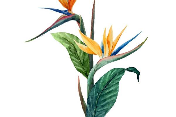 自然风格水彩花卉裁片印花服装