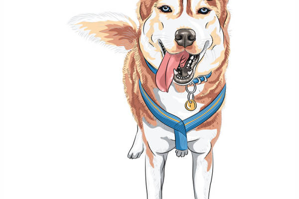 时尚宠物服装印花：可爱柯基犬图案裁片印花