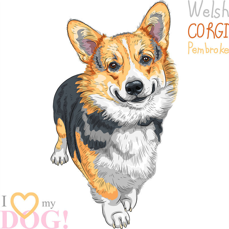 可爱威尔士柯基犬裁片印花服装，展现独特风格