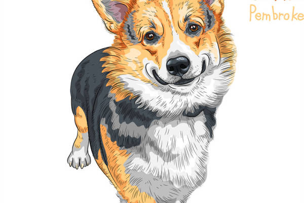 可爱威尔士柯基犬裁片印花服装，展现独特风格