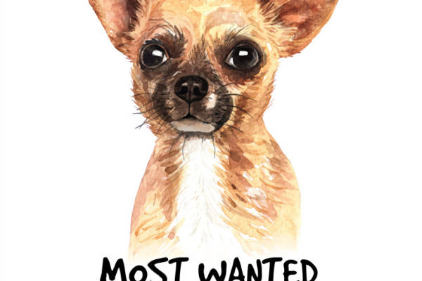 时尚可爱吉娃娃犬裁片印花服装印花设计