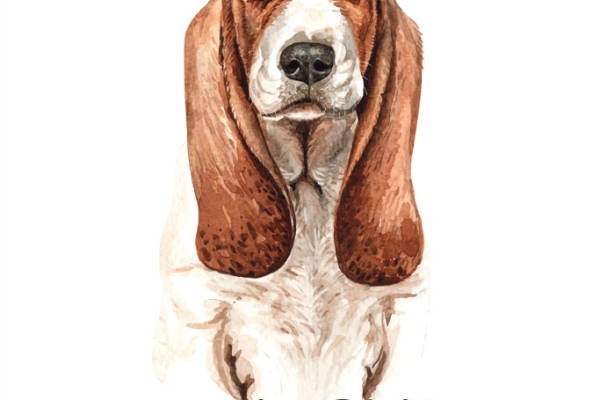 创意巴塞特猎犬裁片印花服装 展现个性与活力