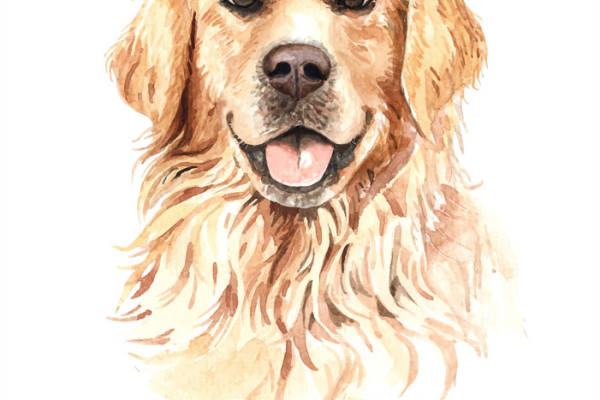 活泼可爱金毛寻回犬裁片印花服装 时尚宠物主题服装印花