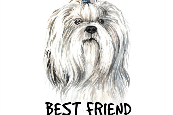 可爱西施犬裁片印花服装，宠物爱好者的最佳选择