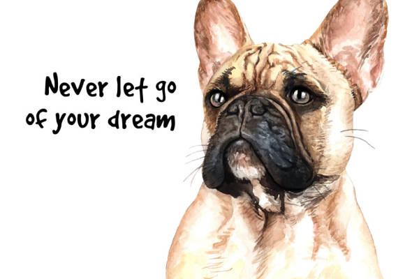 时尚法斗犬裁片印花服装 永不放弃梦想的励志图案