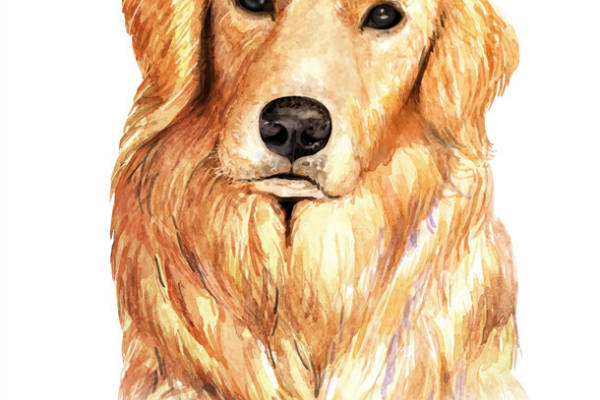 温馨可爱金毛寻回犬裁片印花服装设计