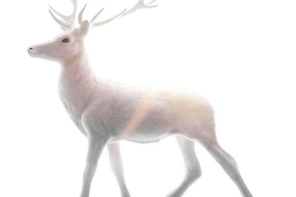 梦幻白色驯鹿裁片印花服装，打造冬季时尚新潮流