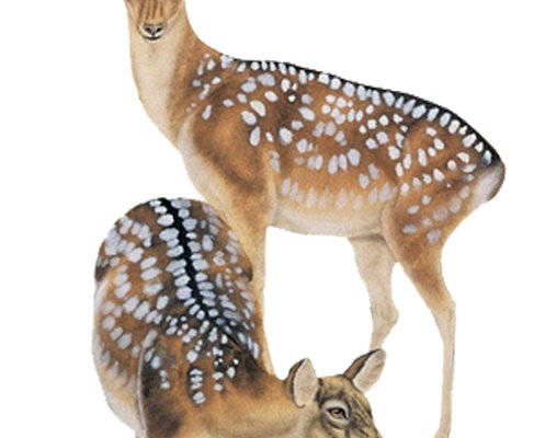 优雅鹿纹裁片印花服装 展现自然之美的时尚选择