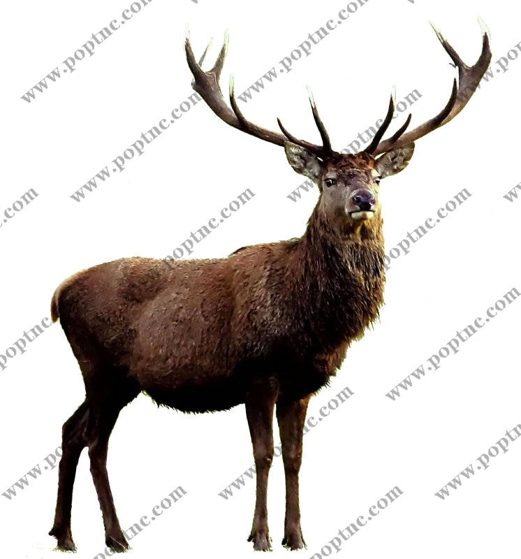 自然风格鹿纹裁片印花服装印花设计