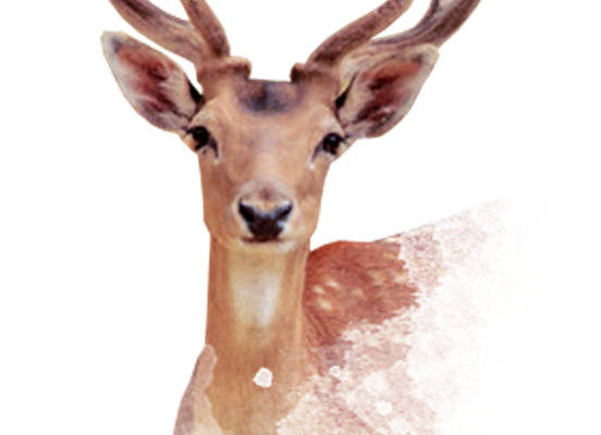 优雅鹿头图案裁片印花服装,展现自然之美