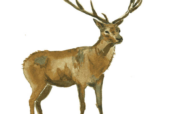 自然风鹿纹裁片印花服装,优雅与野性的完美结合