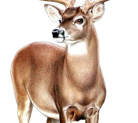 优雅鹿形裁片印花服装，展现自然之美的时尚选择