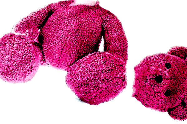 时尚粉色卡通熊裁片印花服装设计