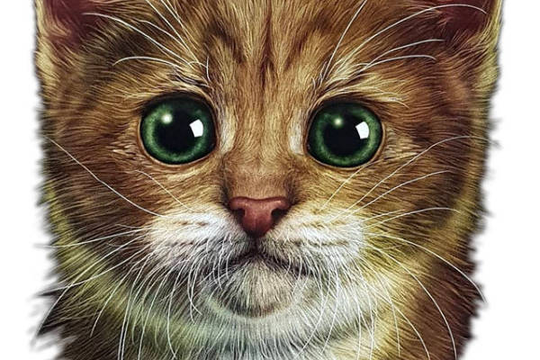 可爱猫咪裁片印花服装,时尚与萌趣的完美结合