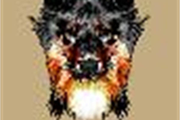 时尚个性狗头裁片印花服装,独特风格服装印花设计