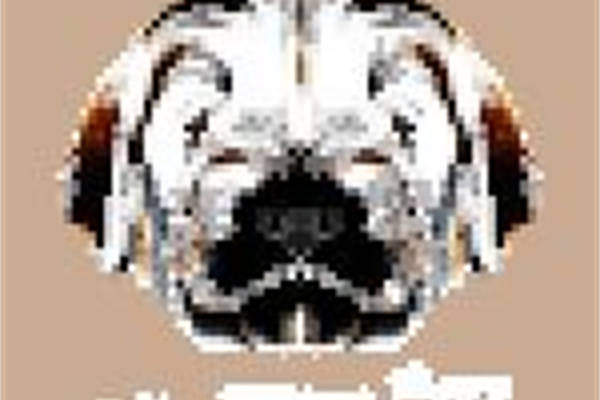 时尚个性熊猫图案裁片印花服装印花设计