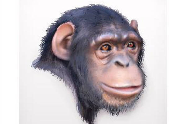 创意黑猩猩裁片印花服装,独特设计引领时尚潮流