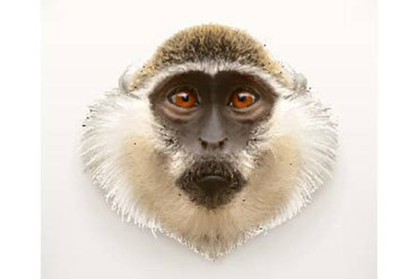 创意狒狒裁片印花服装 独特动物图案服装印花设计