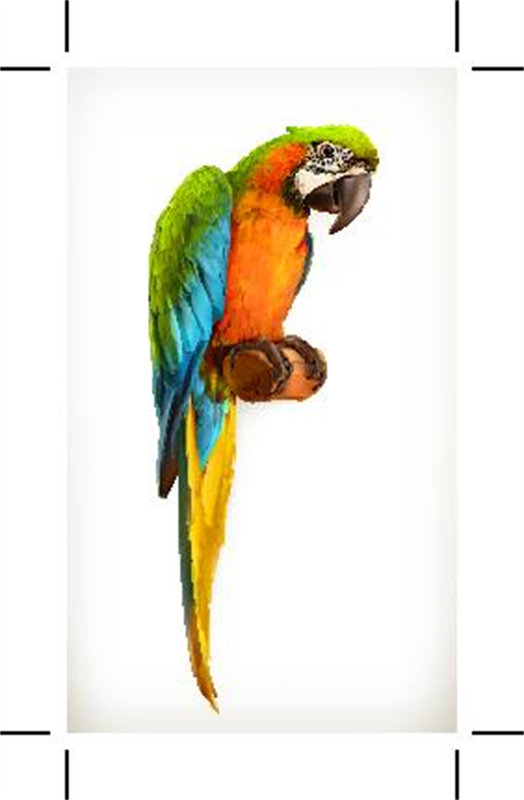 彩色鹦鹉裁片印花服装,展现自然之美的时尚选择