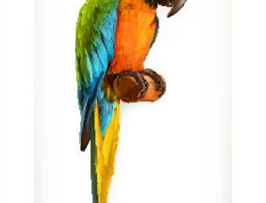 彩色鹦鹉裁片印花服装,展现自然之美的时尚选择