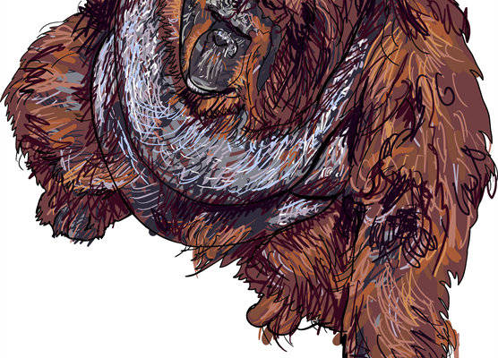 时尚个性棕熊裁片印花服装，展现自然野性魅力