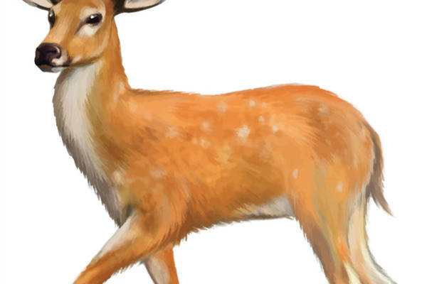 自然风格鹿图案裁片印花服装印花设计