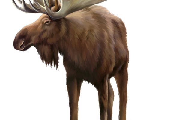 自然风格麋鹿裁片印花服装,展现野性之美