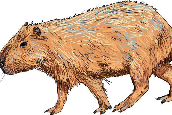 创意土拨鼠裁片印花服装,打造独特自然风格