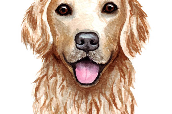 可爱金毛犬水彩裁片印花服装设计