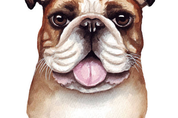 可爱斗牛犬裁片印花服装，时尚与萌宠的完美结合