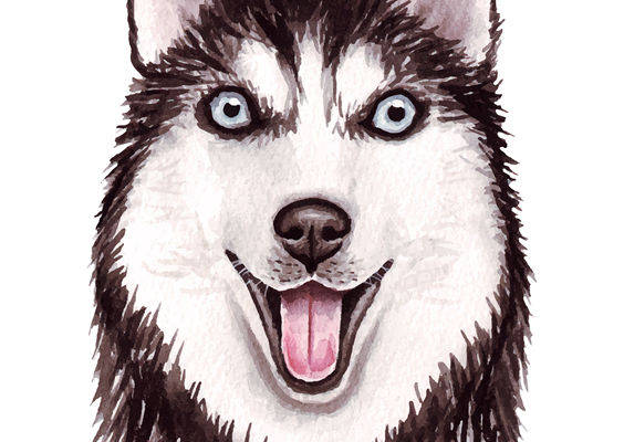 哈士奇裁片印花服装：时尚与可爱的完美结合