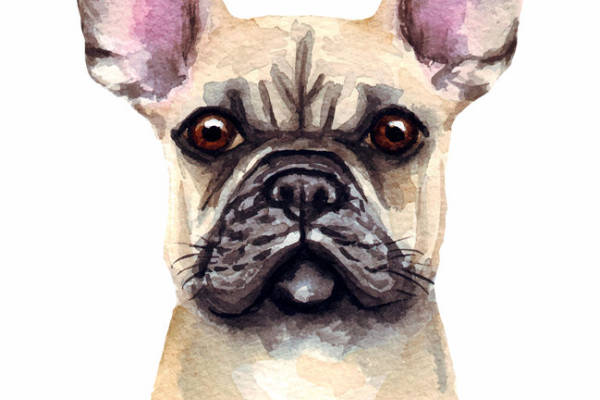 法斗犬水彩画裁片印花服装设计