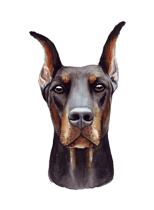 时尚水彩杜宾犬裁片印花服装，展现个性魅力