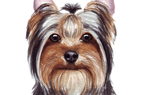 可爱约克夏犬裁片印花服装设计