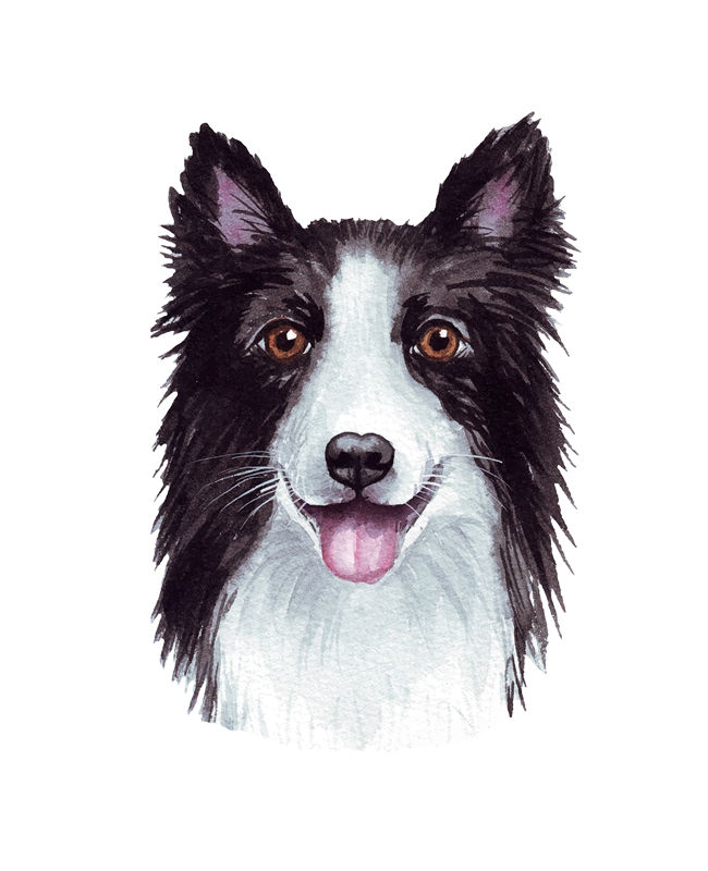 可爱边牧犬裁片印花服装，时尚个性服装印花设计