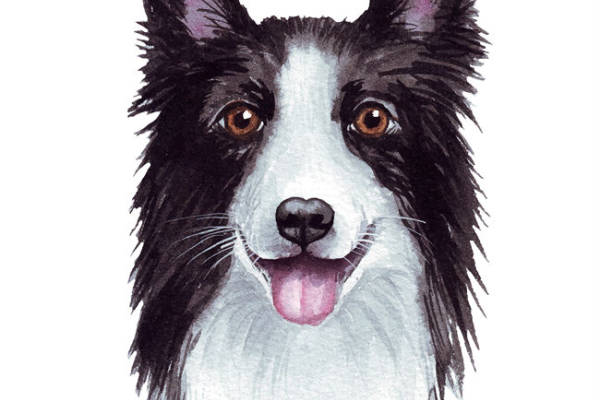 可爱边牧犬裁片印花服装,时尚个性服装印花设计